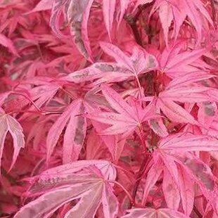 Javor dlaňolistý-japonský Pink Passion, na kmienku 80/100 cm, celková výška 110/130 cm, v črepníku Acer palmatum Pink Passion