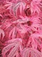 Javor dlaňolistý-japonský Pink Passion, na kmienku 80/100 cm, celková výška 110/130 cm, v črepníku Acer palmatum Pink Passion