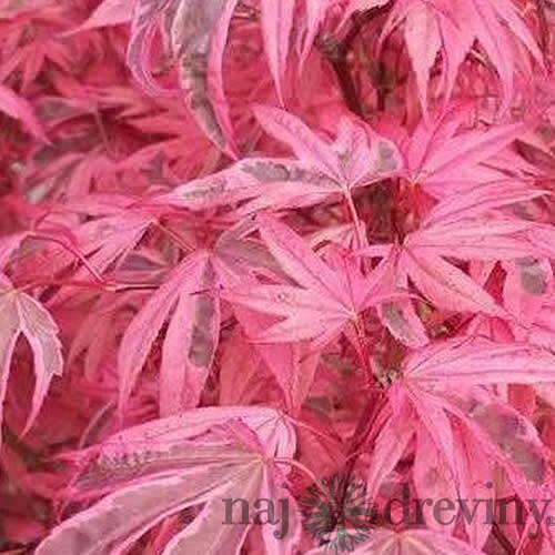 Javor dlaňolistý-japonský Pink Passion, na kmienku 80/100 cm, celková výška 110/130 cm, v črepníku Acer palmatum Pink Passion