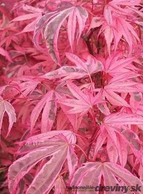 Javor dlaňolistý-japonský Pink Passion, na kmienku 80/100 cm, celková výška 110/130 cm, v črepníku Acer palmatum Pink Passion
