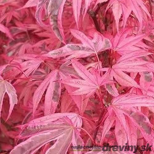 Javor dlaňolistý-japonský Pink Passion, na kmienku 80/100 cm, celková výška 110/130 cm, v črepníku Acer palmatum Pink Passion