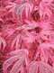 Javor dlaňolistý-japonský Pink Passion, na kmienku 80/100 cm, celková výška 110/130 cm, v črepníku Acer palmatum Pink Passion