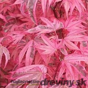 Javor dlaňolistý-japonský Pink Passion, na kmienku 80/100 cm, celková výška 110/130 cm, v črepníku Acer palmatum Pink Passion