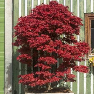 Javor dlaňolistý-japonský Pixie, na kmienku 80/100 cm, celková výška 110/130 cm, v črepníku Acer palmatum Pixie