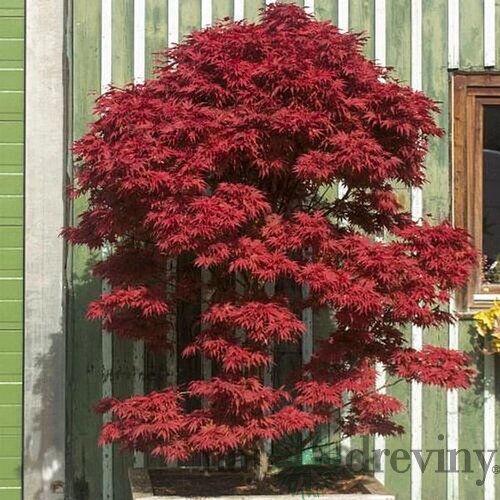 Javor dlaňolistý-japonský Pixie, na kmienku 80/100 cm, celková výška 110/130 cm, v črepníku Acer palmatum Pixie