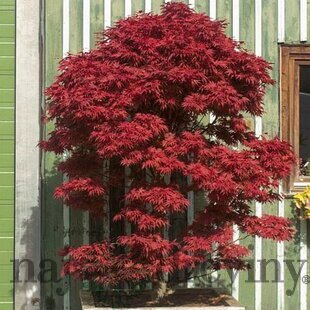 Javor dlaňolistý-japonský Pixie, na kmienku 80/100 cm, celková výška 110/130 cm, v črepníku Acer palmatum Pixie