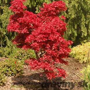 Javor dlaňolistý-japonský Sangokaku, na kmienku 80/100 cm, celková výška 110/130 cm, v črepníku Acer palmatum Shaina