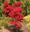 Javor dlaňolistý-japonský Sangokaku, na kmienku 80/100 cm, celková výška 110/130 cm, v črepníku Acer palmatum Shaina