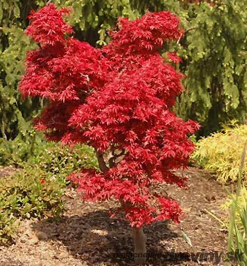 Javor dlaňolistý-japonský Sangokaku, na kmienku 80/100 cm, celková výška 110/130 cm, v črepníku Acer palmatum Shaina