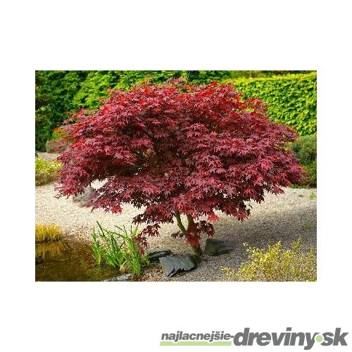 Javor dlaňolistý-japonský Shaina na kmienku 80/100 cm celková výška 110/130 cm v črepníku Acer palmatum Shaina