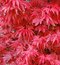 Javor dlaňolistý-japonský Skeeters Broom na kmienku 80/100 cm celková výška 110/130 cm v črepníku Acer palmatum Skeeters Broom