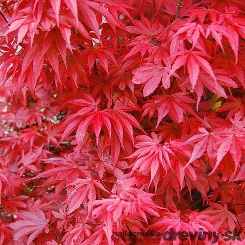 Javor dlaňolistý-japonský Skeeters Broom na kmienku 80/100 cm celková výška 110/130 cm v črepníku Acer palmatum Skeeters Broom