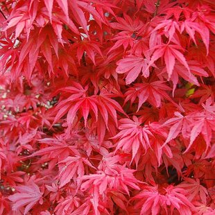 Javor dlaňolistý-japonský Skeeters Broom na kmienku 80/100 cm celková výška 110/130 cm v črepníku Acer palmatum Skeeters Broom