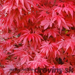 Javor dlaňolistý-japonský Skeeters Broom na kmienku 80/100 cm celková výška 110/130 cm v črepníku Acer palmatum Skeeters Broom