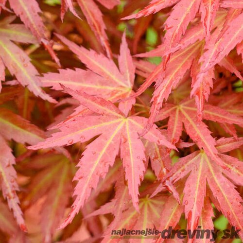 Javor dlaňolistý-japonský Wilsons Pink Dwarf na kmienku 80/100 cm celková výška 110/130 cm v črepníku Acer palmatum Wilsons Pink Dwarf