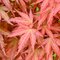 Javor dlaňolistý-japonský Wilsons Pink Dwarf na kmienku 80/100 cm celková výška 110/130 cm v črepníku Acer palmatum Wilsons Pink Dwarf