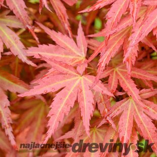 Javor dlaňolistý-japonský Wilsons Pink Dwarf na kmienku 80/100 cm celková výška 110/130 cm v črepníku Acer shhirasawanum Jordan