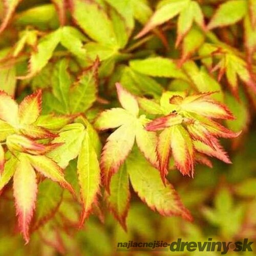 Javor dlaňolistý Little Princess, výška 25/35 cm, v črepníku Acer palmatum Little Princess
