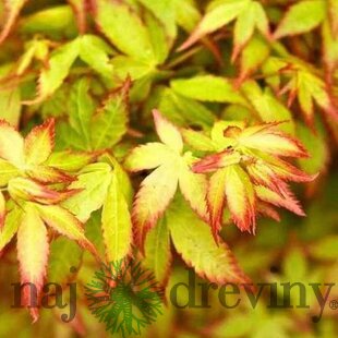 Javor dlaňolistý Little Princess, výška 25/35 cm, v črepníku Acer palmatum Little Princess