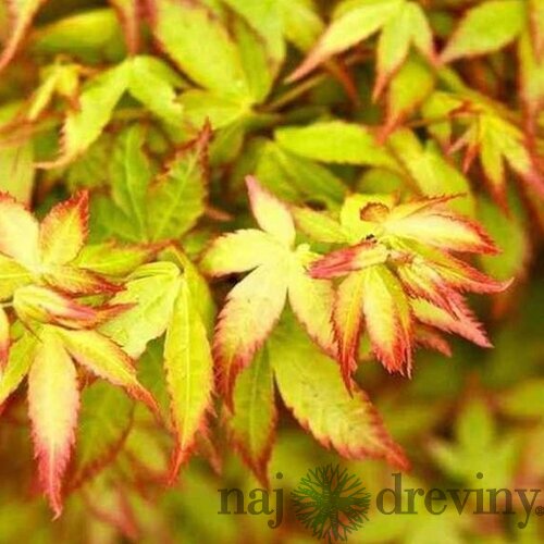 Javor dlaňolistý Little Princess, výška 25/35 cm, v črepníku Acer palmatum Little Princess