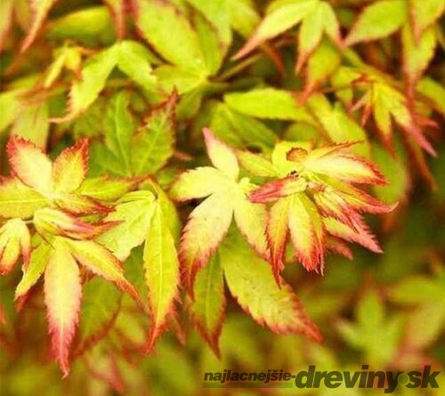 Javor dlaňolistý Little Princess, výška 25/35 cm, v črepníku Acer palmatum Little Princess