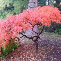 Javor dlaňolistý Ornatum XXL na kmienku 80 cm, šírka 100/120 cm, v črepníku Acer palmatum Ornatum