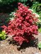 Javor dlaňolistý Phoenix, 40/60 cm v črepníku 10l Acer palmatum Phoenix