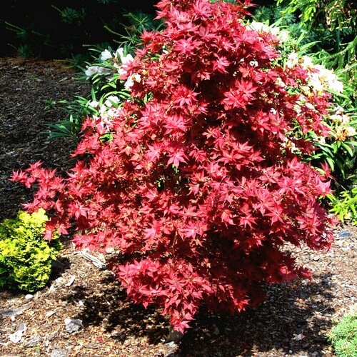 Javor dlaňolistý Phoenix, 40/60 cm v črepníku 10l Acer palmatum Phoenix