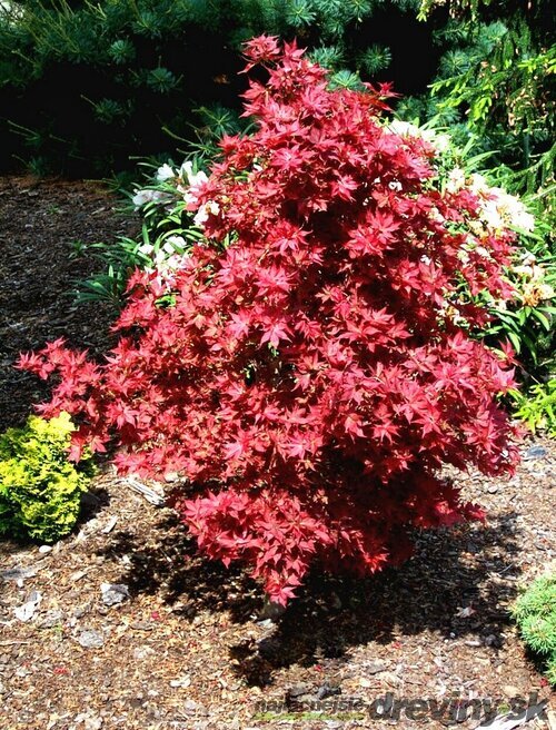 Javor dlaňolistý Phoenix, 40/60 cm v črepníku 10l Acer palmatum Phoenix