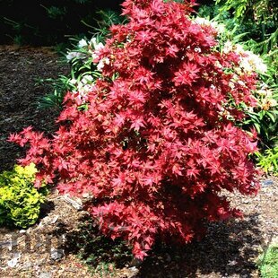 Javor dlaňolistý Phoenix, 40/60 cm v črepníku 10l Acer palmatum Phoenix