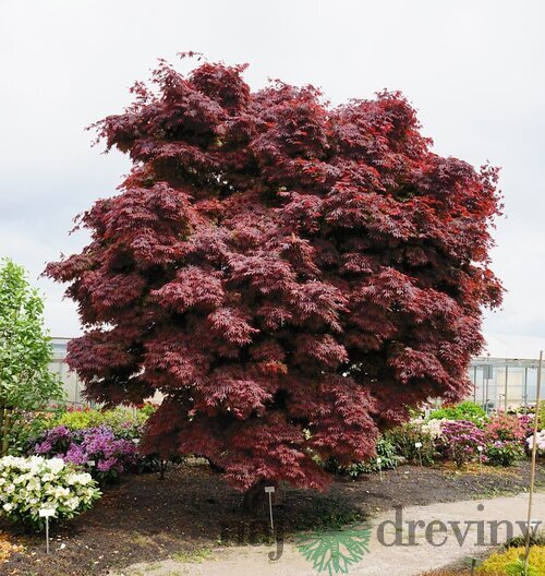 Javor dlaňolistý Pixie, 60/80 cm, v črepníku Acer palmatum Pixie