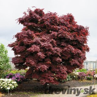 Javor dlaňolistý Pixie, 60/80 cm, v črepníku Acer palmatum Pixie