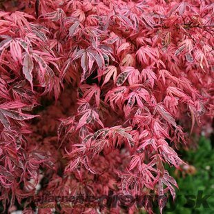 Javor dlaňolistý Shirazz, výška 60/80 cm, v črepníku C10 Acer palmatum Shirazz