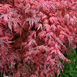 Javor dlaňolistý Shirazz, výška 60/80 cm, v črepníku C10 Acer palmatum Shirazz