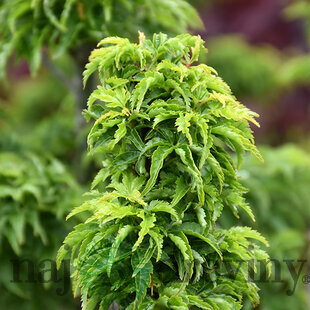 Javor dlaňolistý Shishagashira, 120/140 cm SOLITÉR, v črepníku 15l Acer Palmatum Shishagashira