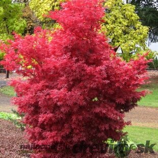 Javor dlaňolistý Skeeter“s Broom 60/80 cm, v črepníku Acer palmatum Skeeter“s Broom