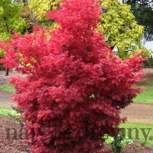 Javor dlaňolistý Skeeter“s Broom 60/80 cm, v črepníku Acer palmatum Skeeter“s Broom