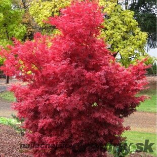 Javor dlaňolistý Skeeters Broom, 130/150 cm, v črepníku Acer palmatum Skeeters Broom