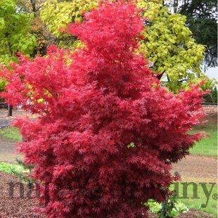 Javor dlaňolistý Skeeters Broom, 130/150 cm, v črepníku Acer palmatum Skeeters Broom