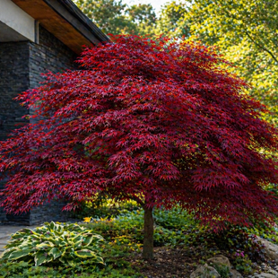 Javor dlaňolistý Skeeters Broom, 130/150 cm, v črepníku Acer palmatum Skeeters Broom