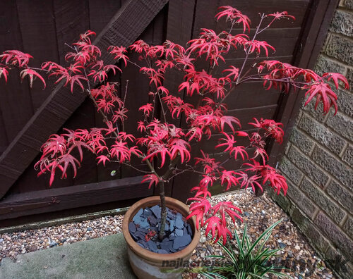 Javor dlaňolistý Starfish, výška 80/100 cm, v črepníku C10 Acer Palmatum Starfish