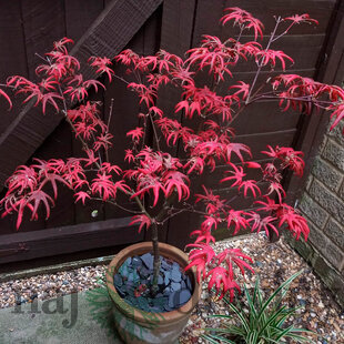 Javor dlaňolistý Starfish, výška 80/100 cm, v črepníku C10 Acer Palmatum Starfish