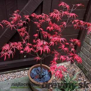 Javor dlaňolistý Starfish, výška 80/100 cm, v črepníku C10 Acer Palmatum Starfish