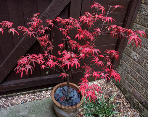 Javor dlaňolistý Starfish, výška 80/100 cm, v črepníku C10 Acer Palmatum Starfish
