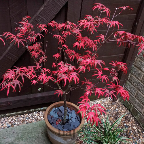 Javor dlaňolistý Starfish, výška 80/100 cm, v črepníku C10 Acer Palmatum Starfish