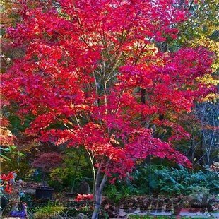 Javor dlaňovitolistý Fire Glow (solíter), výška 140/160 cm, v črepníku 70l Acer palmatum Fire Glow