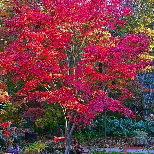 Javor dlaňovitolistý Fire Glow (solíter), výška 140/160 cm, v črepníku 70l Acer palmatum Fire Glow