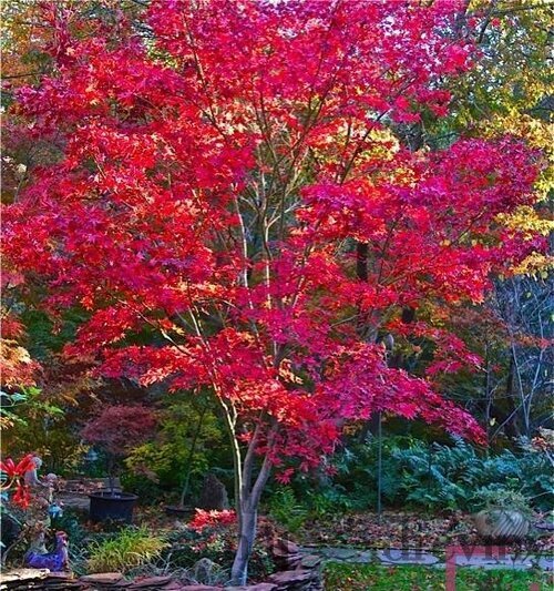 Javor dlaňovitolistý Fire Glow (solíter), výška 140/160 cm, v črepníku 70l Acer palmatum Fire Glow