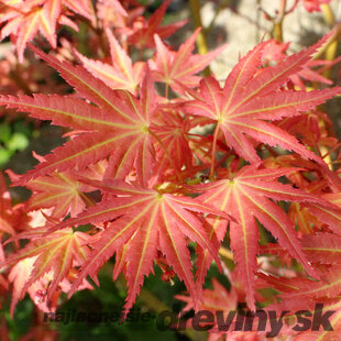 Javor dlaňovitolistý japonský ´Brown Sugar´, výška 25/35 cm , v črepniku Acer palmatum ´Brown Sugar´