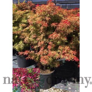 Javor dlaňovitolistý ( japonský) -´Jerre Schwartz´, výška 100/120 cm, v črepníku Acer palmatum Jerre Schwartz